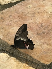 Heraclides anchisiades