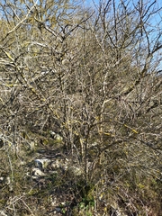 Pistacia atlantica mutica