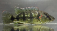 Hemichromis camerounensis