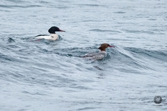 Mergus merganser