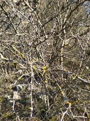 Pistacia atlantica mutica