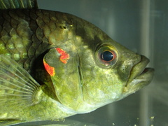Hemichromis camerounensis