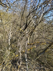 Pistacia atlantica mutica