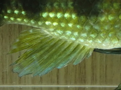 Hemichromis camerounensis