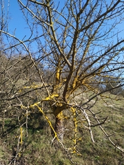 Pistacia atlantica mutica