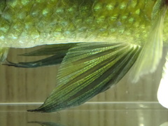 Hemichromis camerounensis