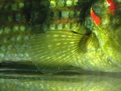 Hemichromis camerounensis