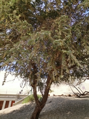 Prosopis limensis