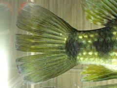 Hemichromis camerounensis