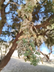 Prosopis limensis