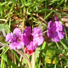 Pulmonaria hirta
