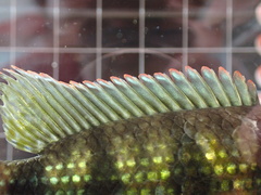 Hemichromis camerounensis