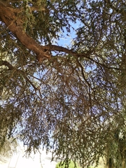 Prosopis limensis
