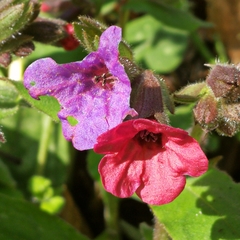 Pulmonaria hirta