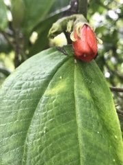 Meriania quintuplinervis