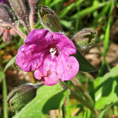 Pulmonaria hirta