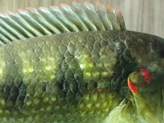 Hemichromis camerounensis