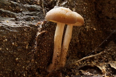Psathyrella piluliformis