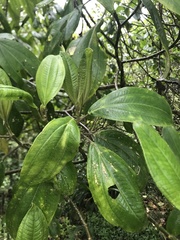 Meriania quintuplinervis