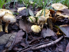 Limacella