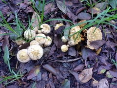 Limacella