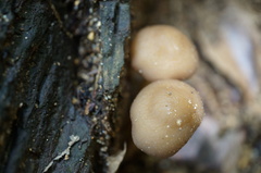 Psathyrella piluliformis