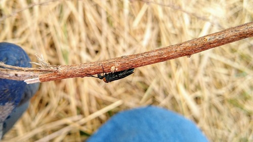 Early Sawfly photo 3