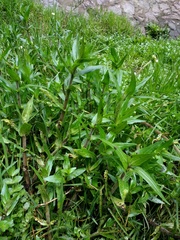 Jaegeria bellidiflora