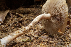Psathyrella piluliformis