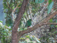 Chlorornis riefferii
