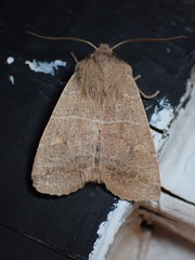 Eupsilia morrisoni