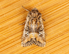 Lacinipolia stricta