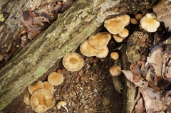 Psathyrella piluliformis