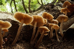 Psathyrella piluliformis