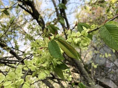 Ulmus uyematsui