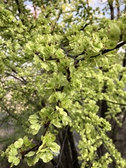 Ulmus uyematsui