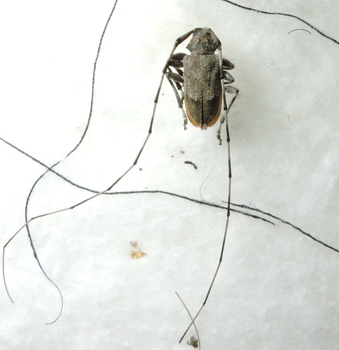 vrzúnik borovicový (Acanthocinus aedilis)