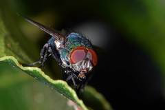Lucilia ampullacea
