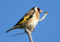 Carduelis carduelis
