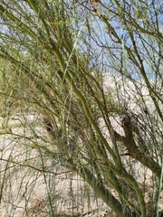Parkinsonia aculeata