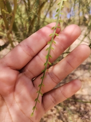 Parkinsonia aculeata