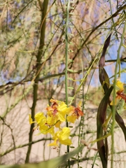 Parkinsonia aculeata