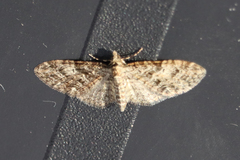 Eupithecia dodoneata