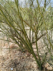 Parkinsonia aculeata