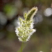 Rabbitfoot Grass - Photo (c) Andrea Kreuzhage, some rights reserved (CC BY-NC), uploaded by Andrea Kreuzhage