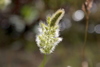 Rabbitfoot Grass - Photo (c) Andrea Kreuzhage, some rights reserved (CC BY-NC), uploaded by Andrea Kreuzhage