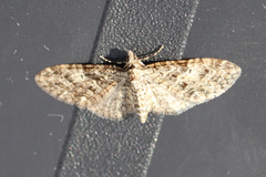 Eupithecia dodoneata