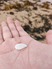 Tugali parmophoidea