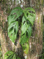 Monstera obliqua