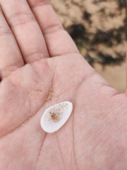 Tugali parmophoidea